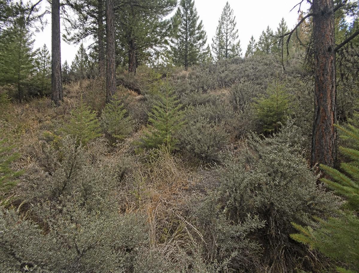 Dense dry shrubs and small conifer saplings growing beneath tall pines
